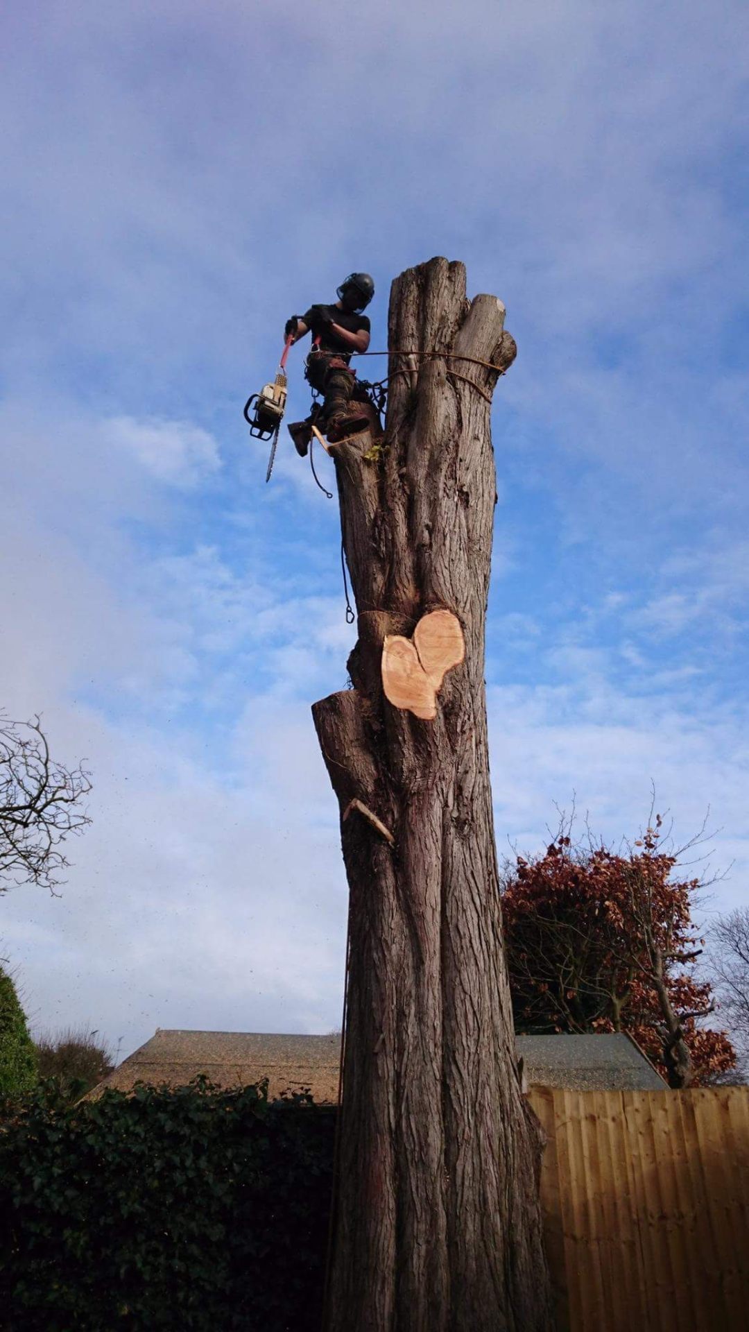 Climbing dismantle of dead stem