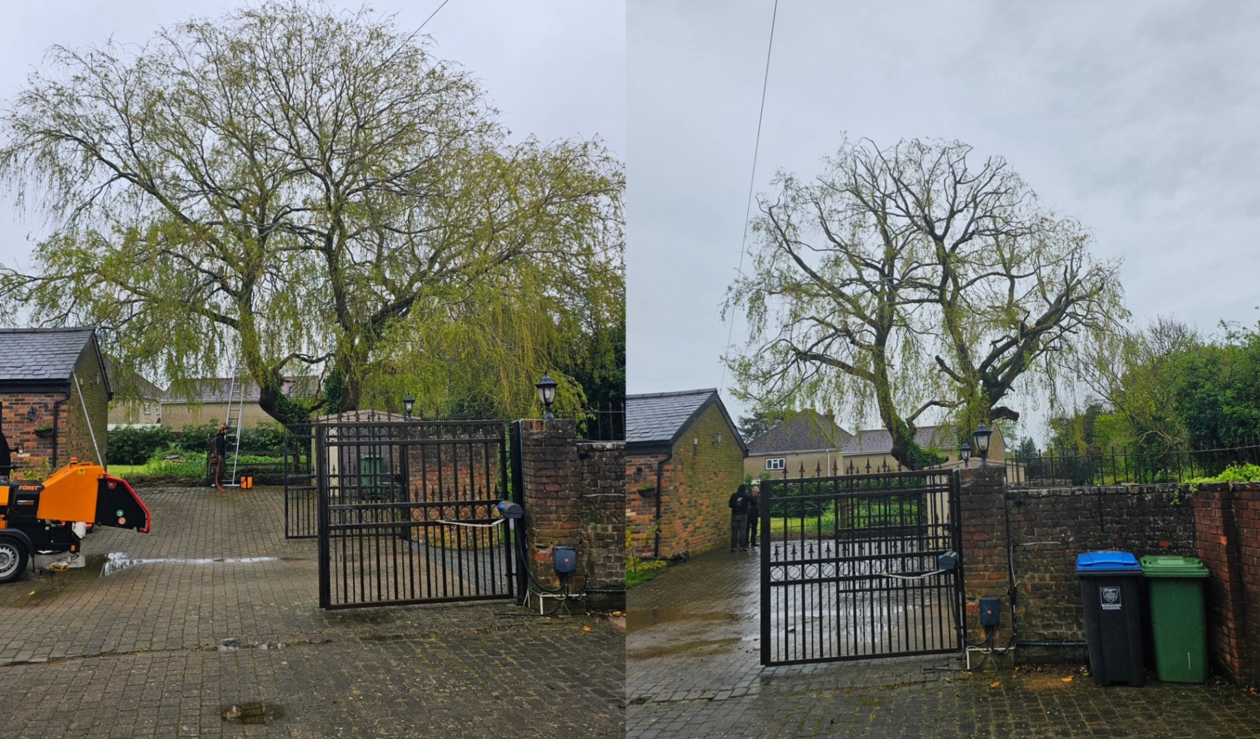 Willow reduction — before & after
