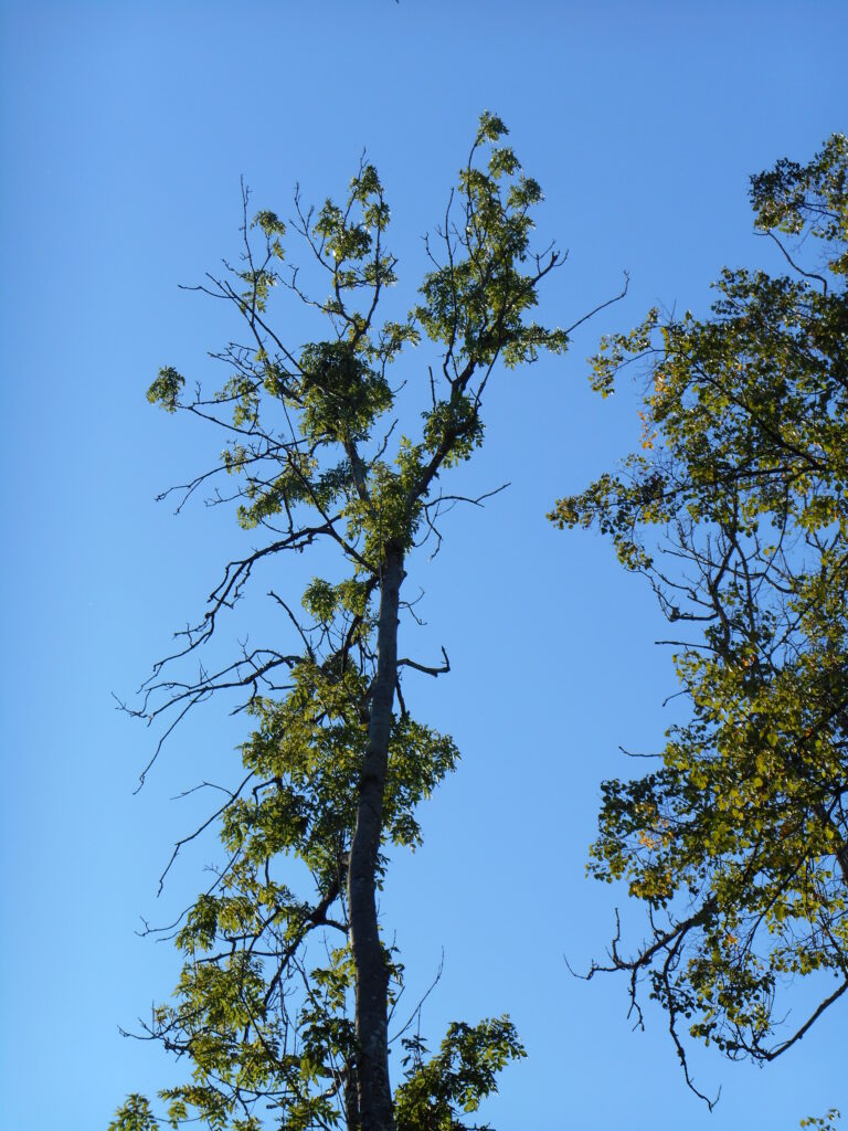Ash tree showing sparse foliage and significant dieback against a clear blue sky