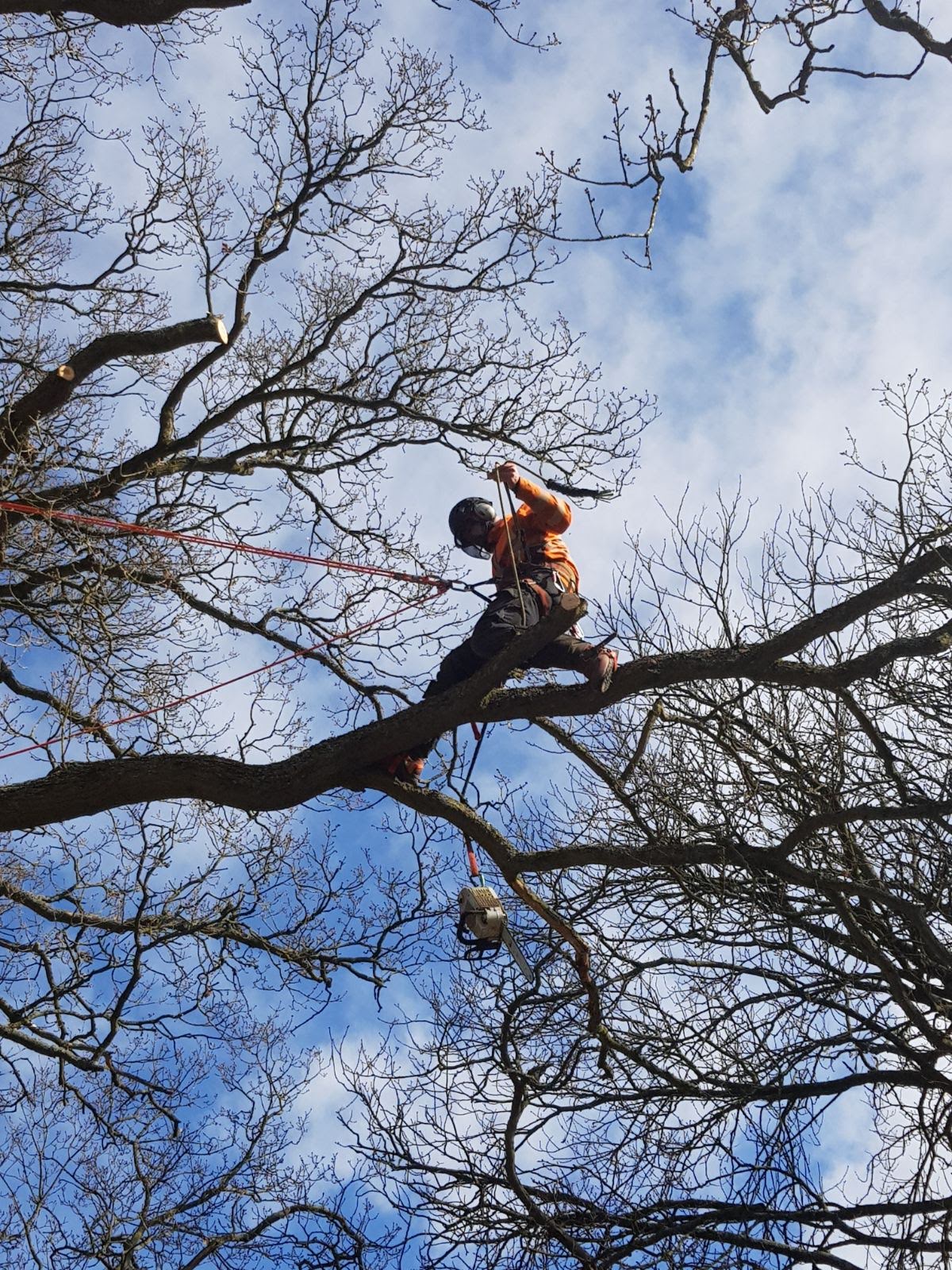 Climbing pruning of mature oak