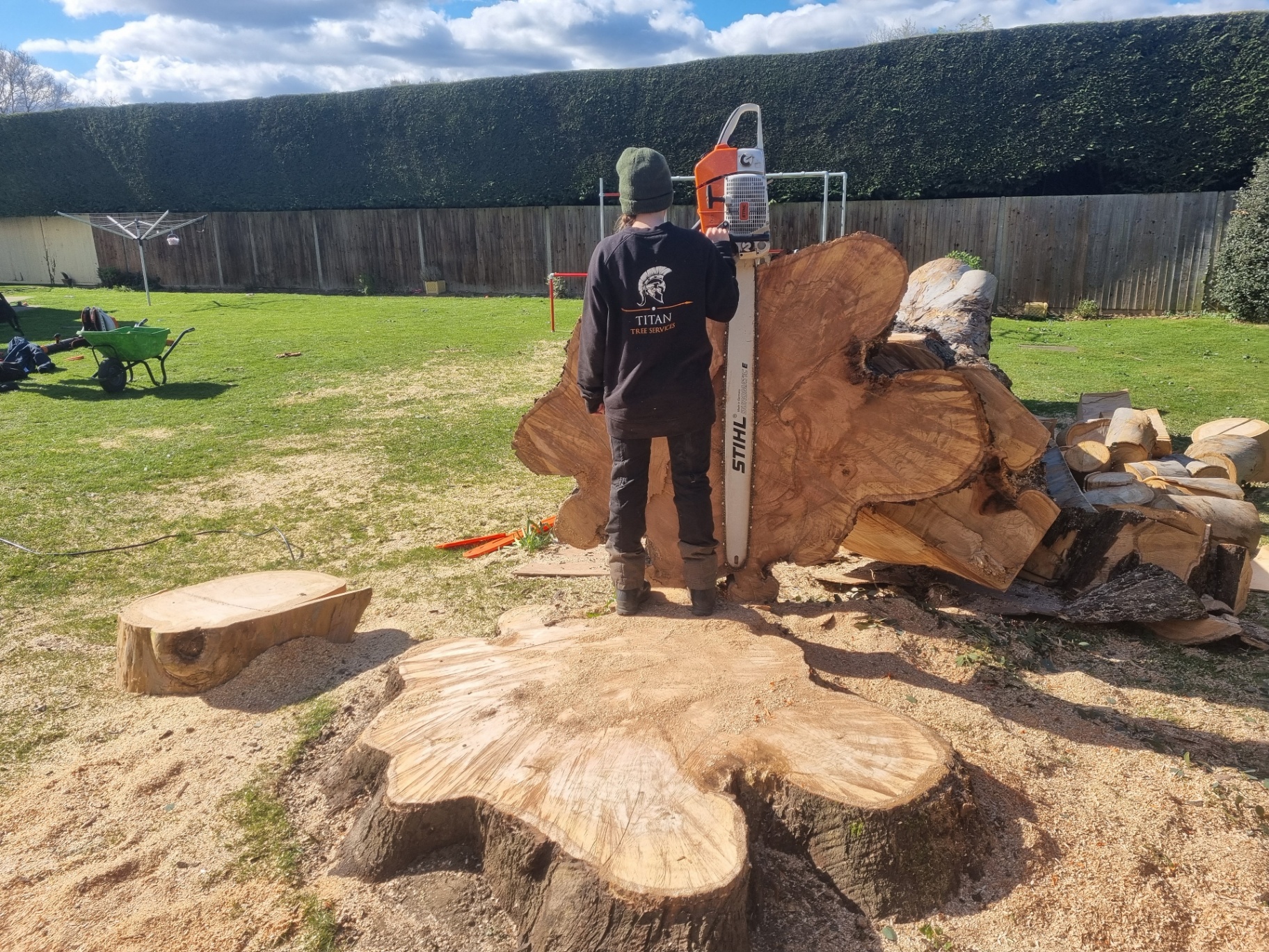 Sectional dismantle — large garden tree
