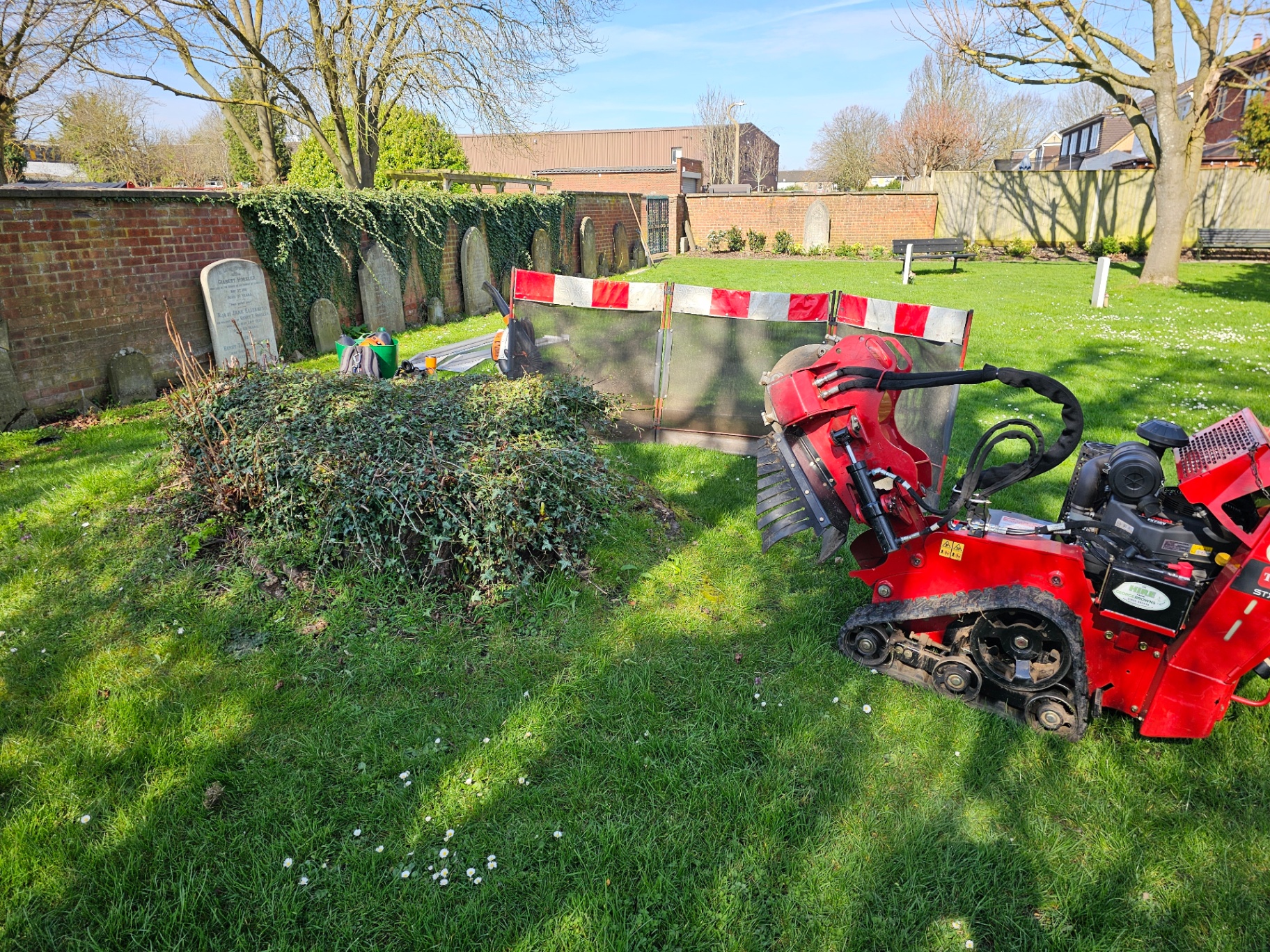 Stump grinding, churchyard project